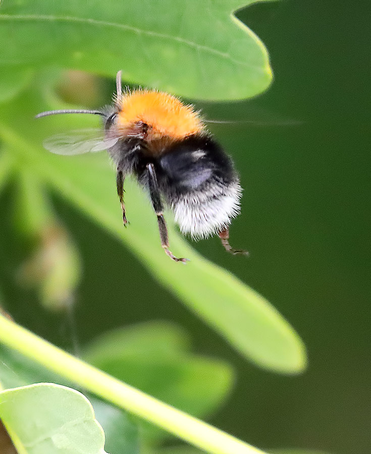 tree bee